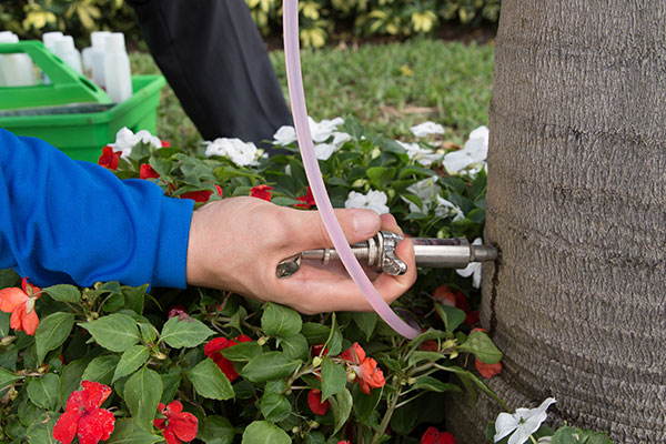 Palm Weevil Treatment