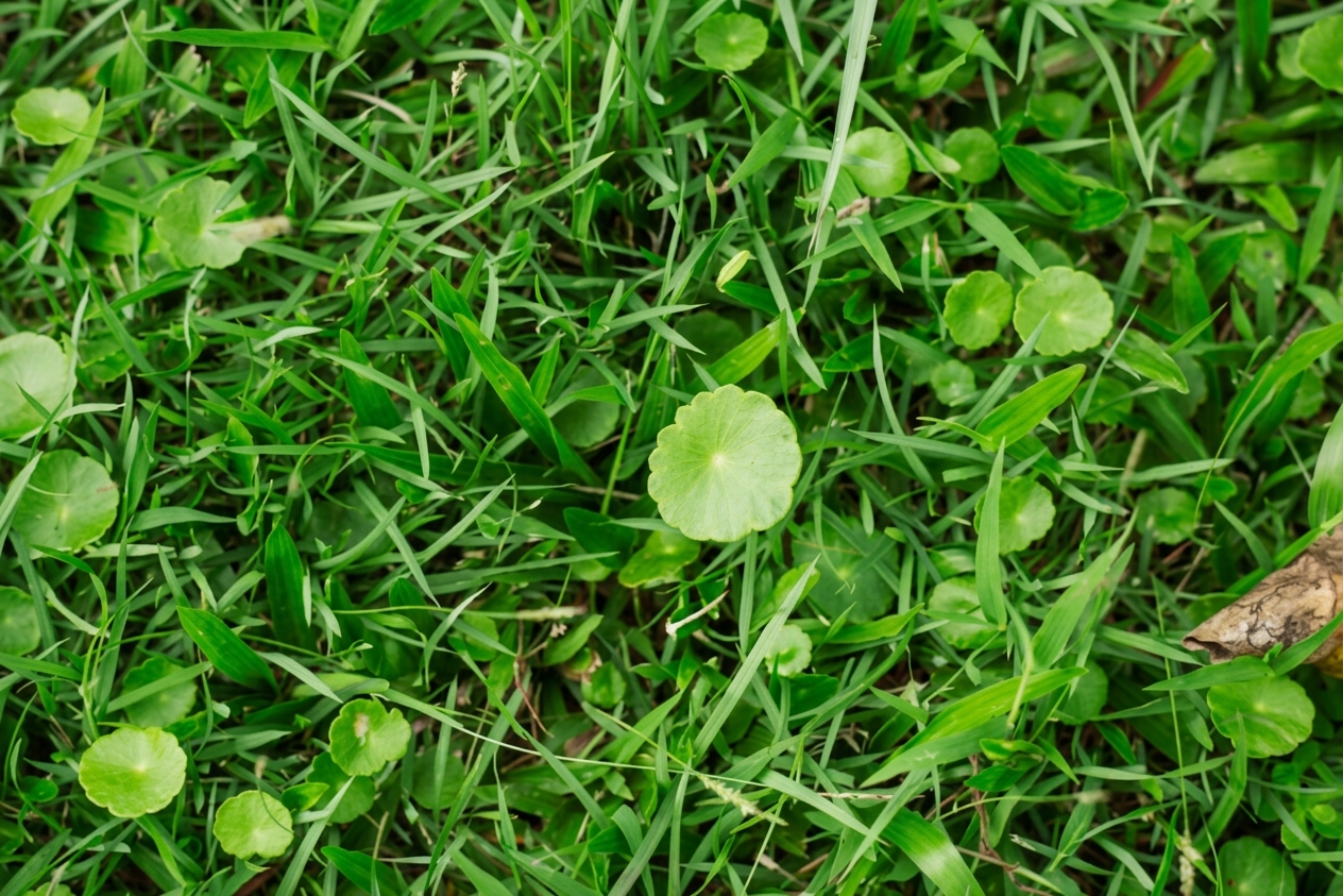Dollar weed tuber network Tampa lawn