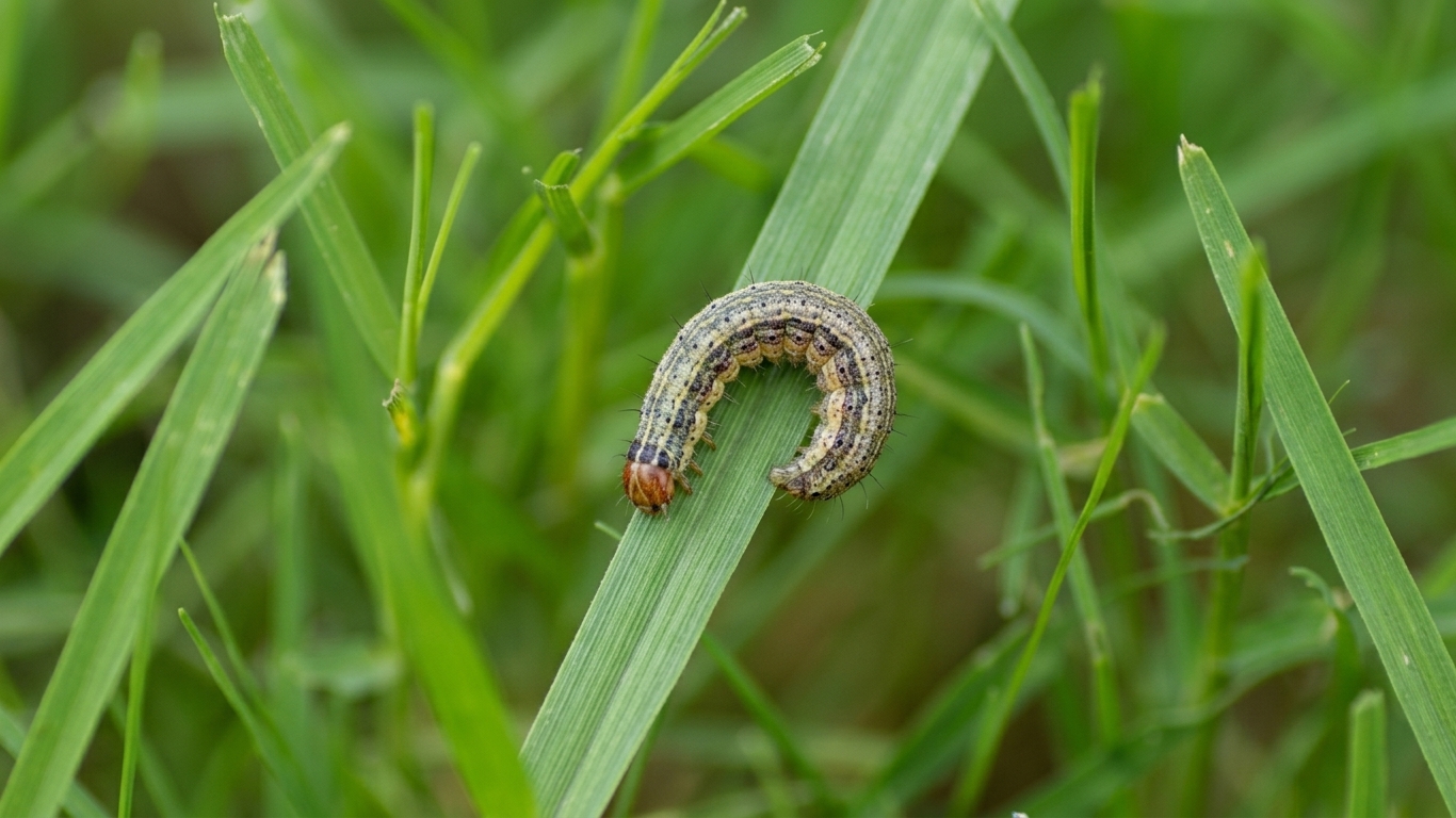 Sod webworm damage in Tampa St. Augustine lawn