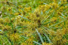 Nutsedge growing in Tampa St. Augustine lawn