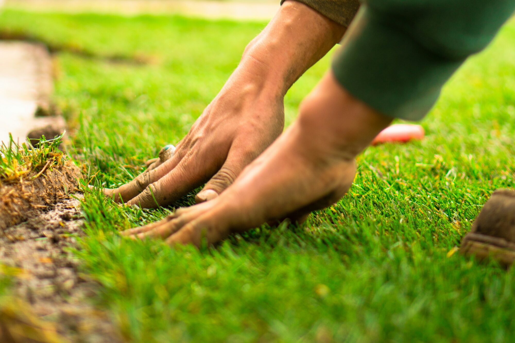 Tampa St. Augustine lawn diagnosis guide