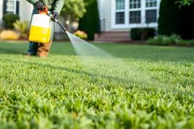 Weed control Tampa St. Augustine lawn