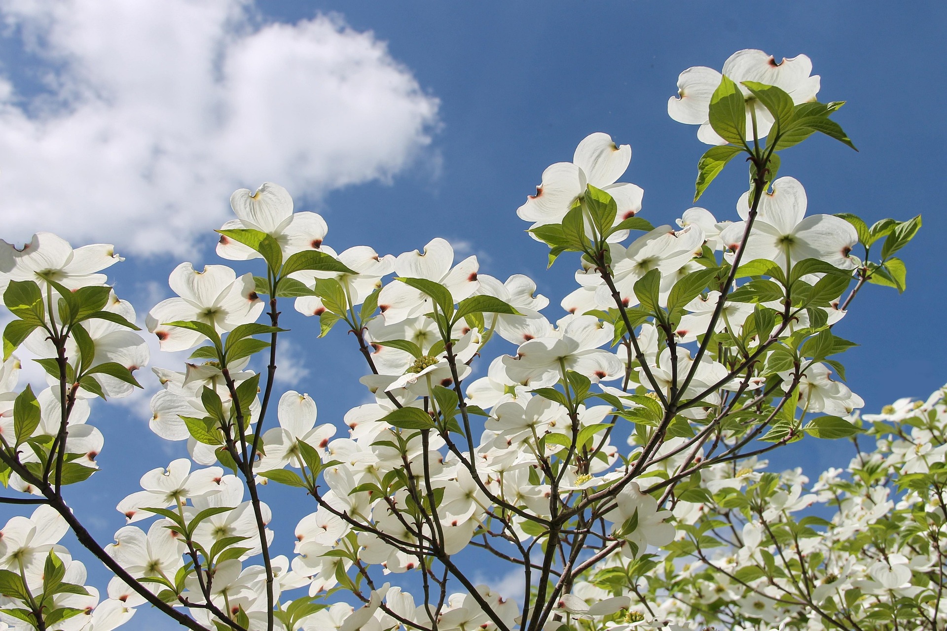 Dogwood tree blooming in spring in Tampa Florida