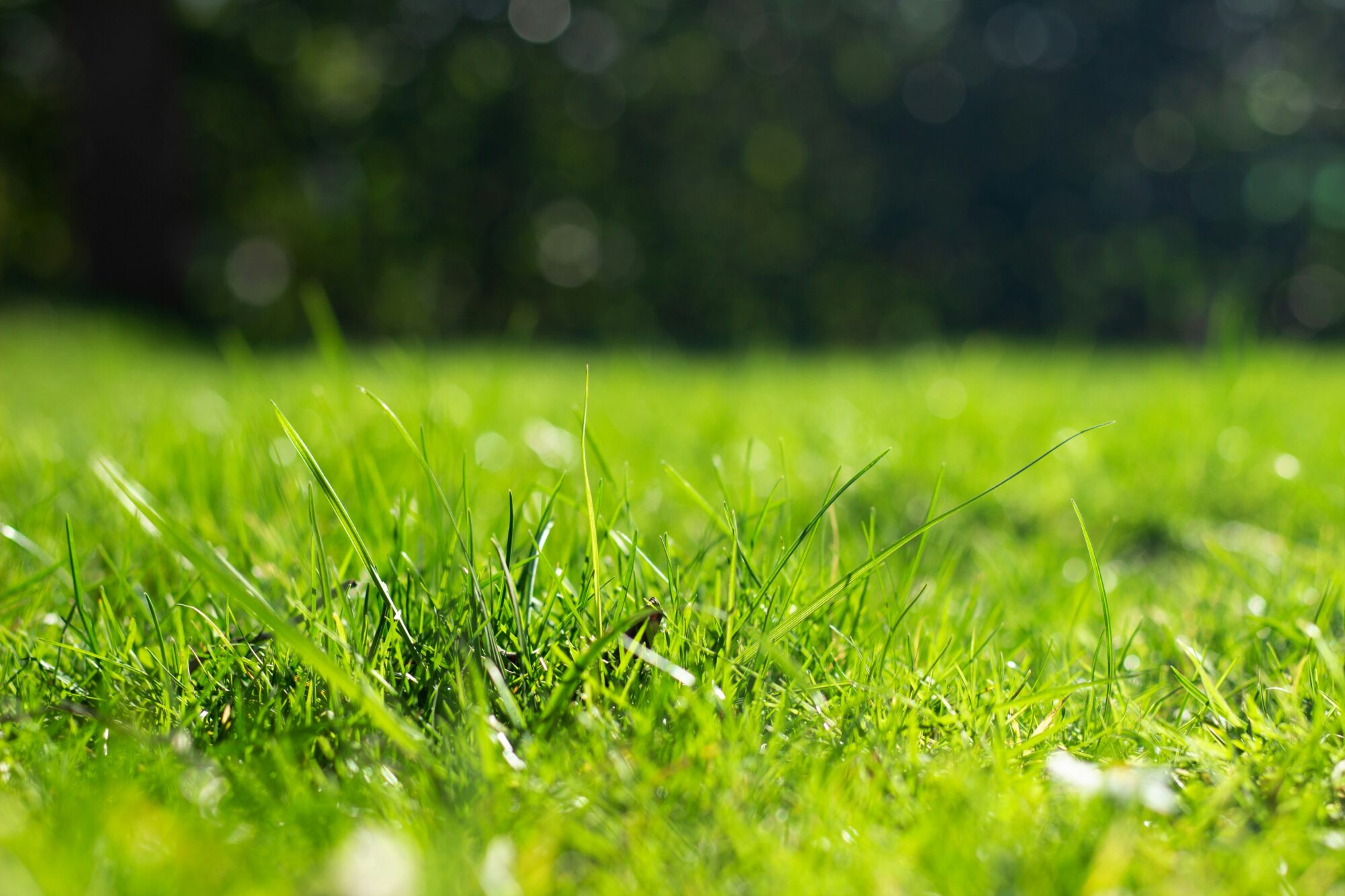 Tampa St. Augustine grass lawn care
