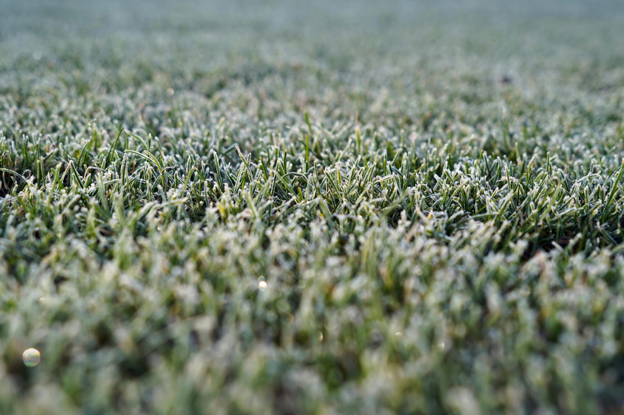 Tampa lawn in winter showing St. Augustine grass in cool season