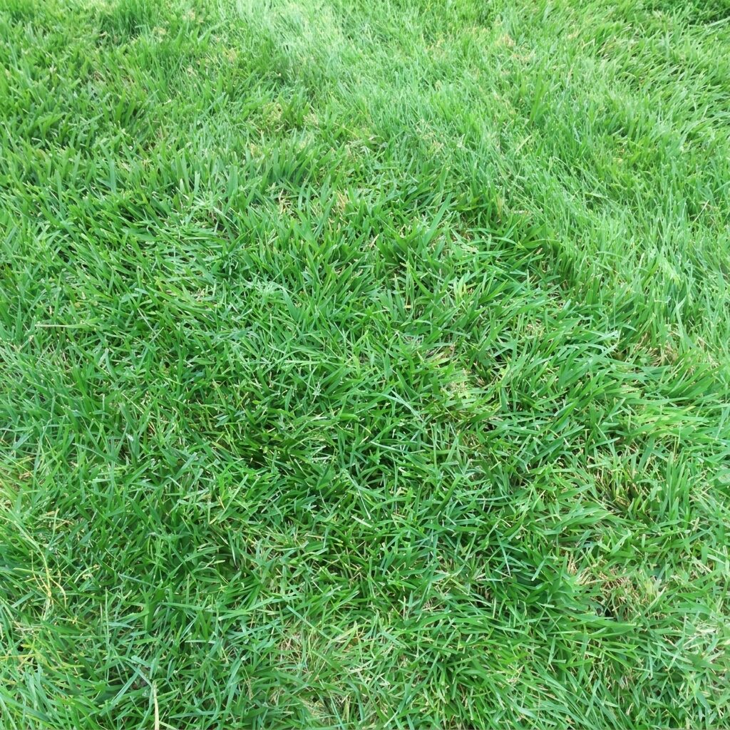 lawn aeration cores in grass