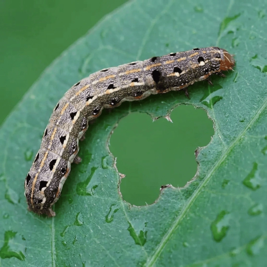 Armyworm damage on a St. Augustine lawn in Tampa Florida