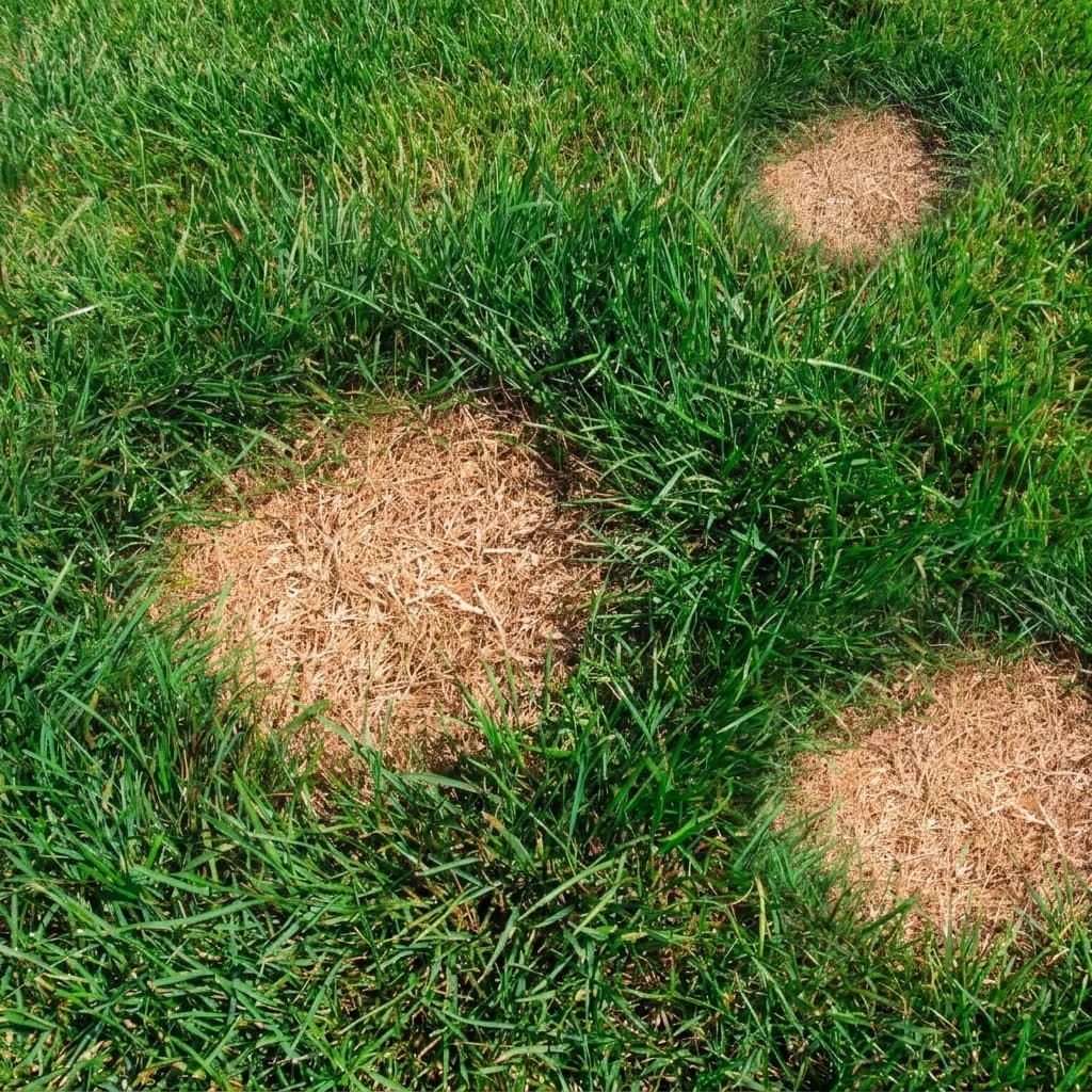 Dead patches in a St. Augustine lawn in Tampa Bay Florida